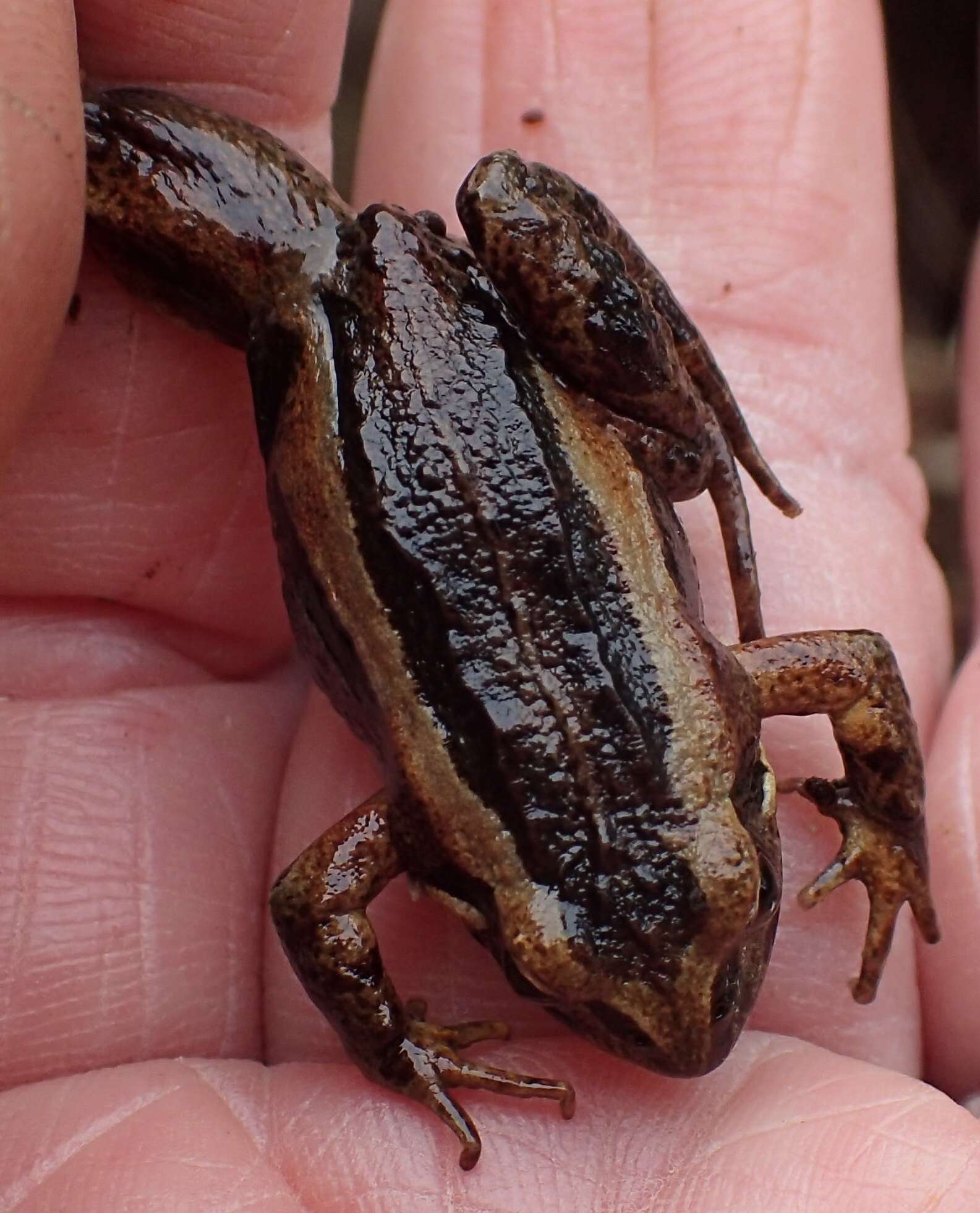 Image of Brown Froglet