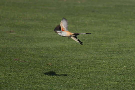 Image of Scissor-tailed Flycatcher