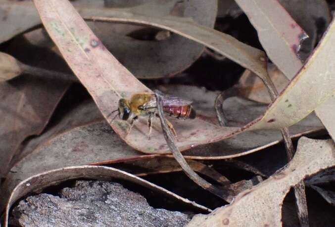 Leioproctus amabilis (Smith 1879) resmi