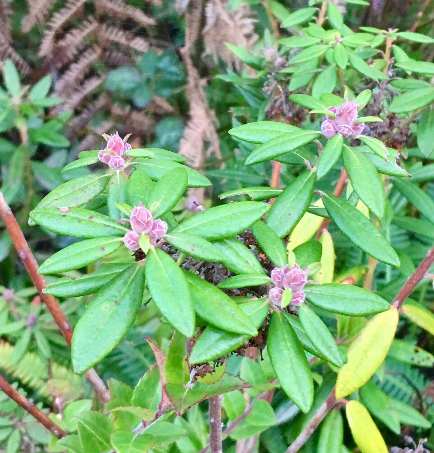 Image de Rhododendron columbianum (Piper) Harmaja