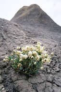 Image of clay sand verbena