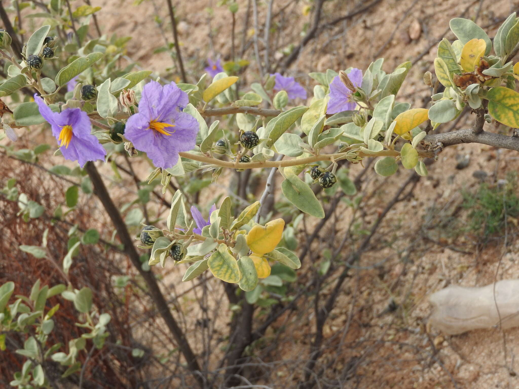 Image of Hinds' nightshade