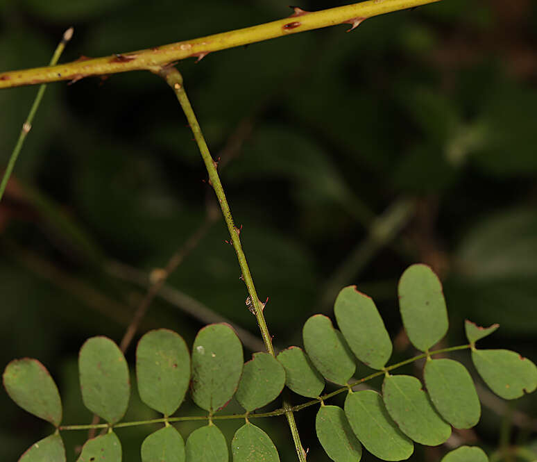 Adenopodia spicata (E. Mey.) C. Presl的圖片