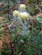 Image of Phylica pubescens var. pubescens