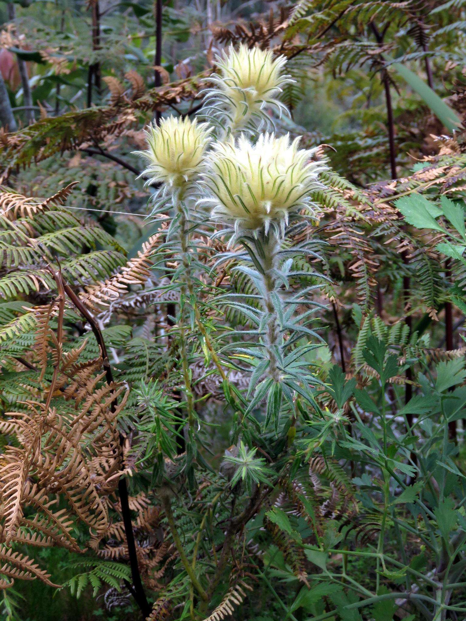 Phylica pubescens var. pubescens resmi