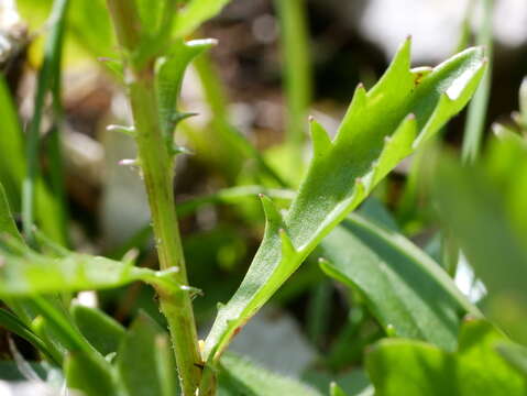 Image of Leucanthemum halleri (Suter) Polatschek