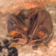 Image of white-lined broad-nosed bat