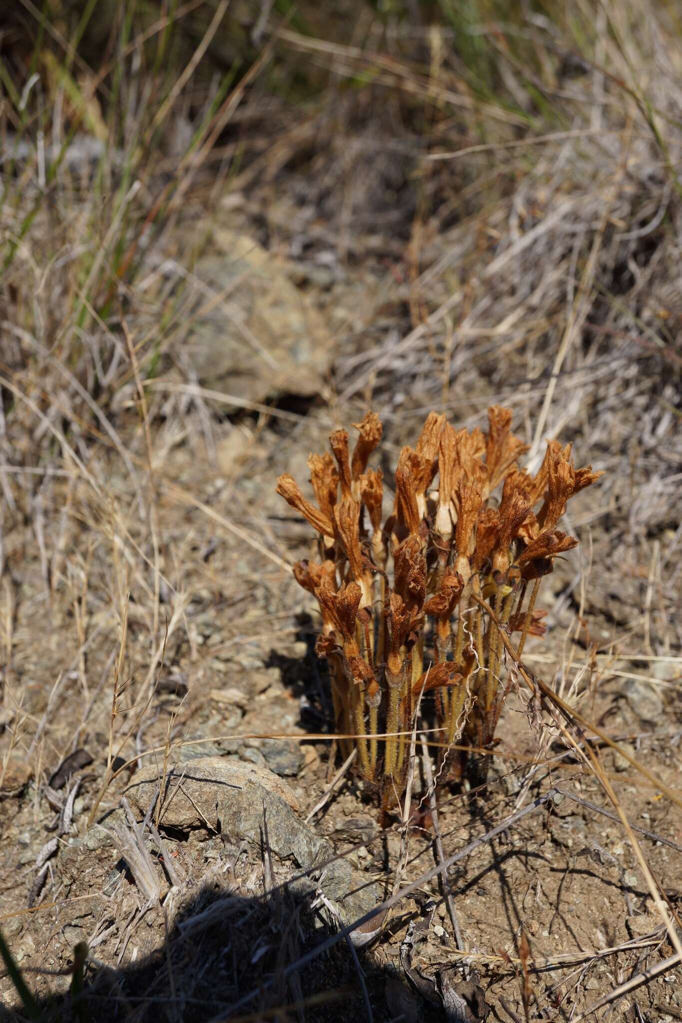 Image of Aphyllon franciscanum (Achey) A. C. Schneid.