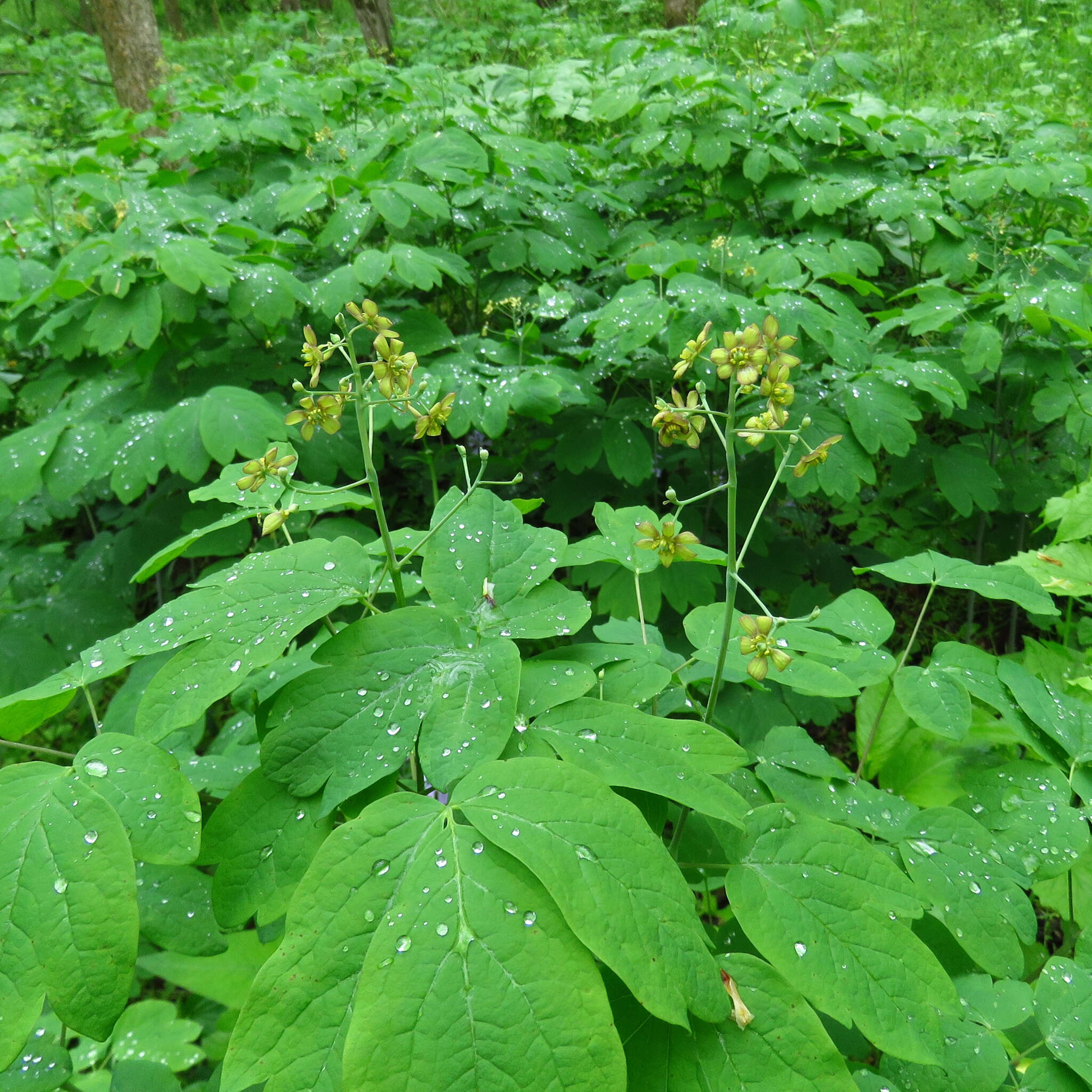 Image de Caulophyllum thalictroides (L.) Michx.