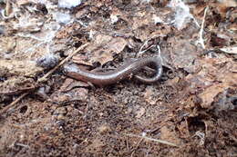 صورة Plethodon dorsalis Cope 1889