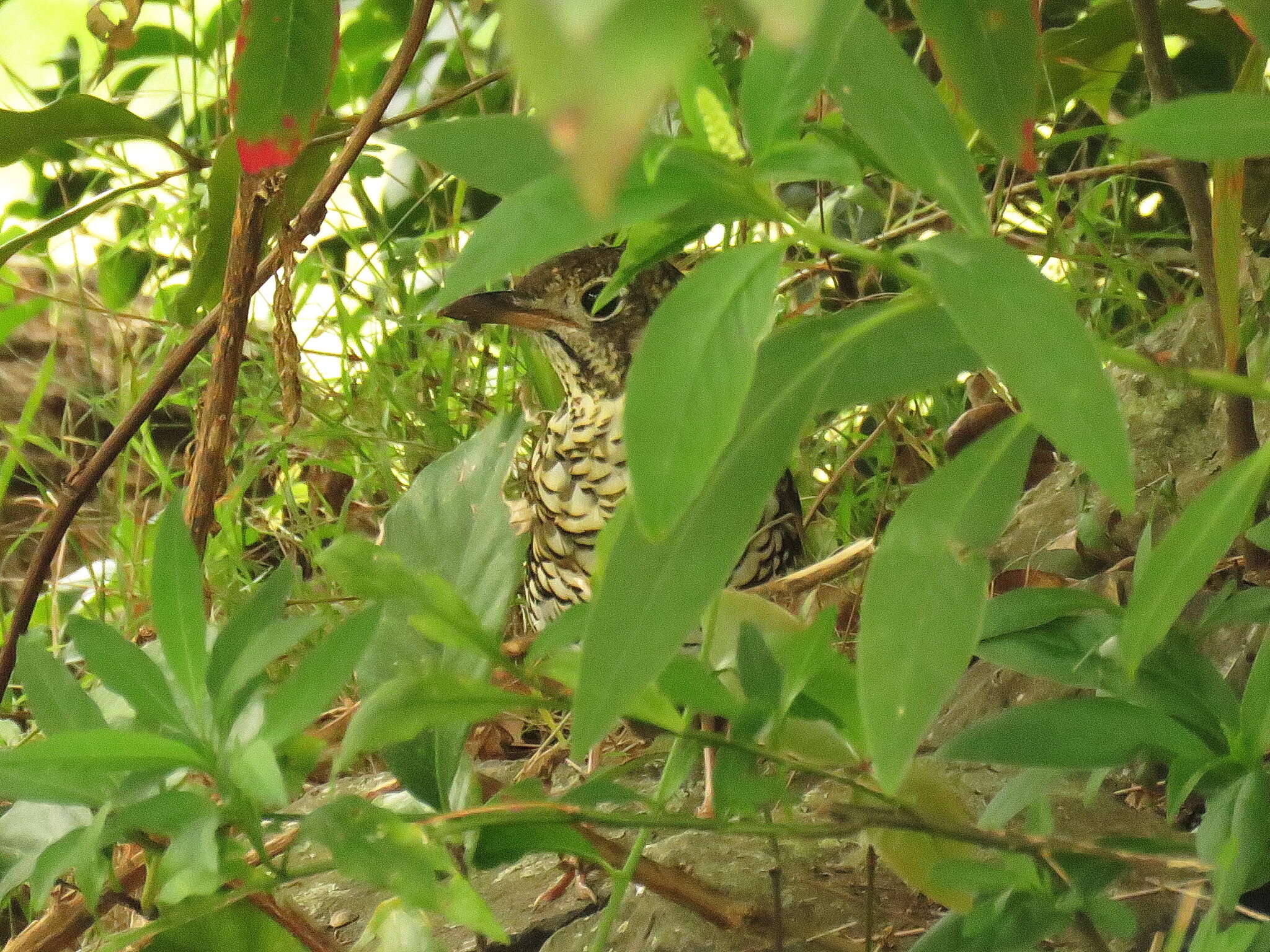 Image of Bassian Thrush