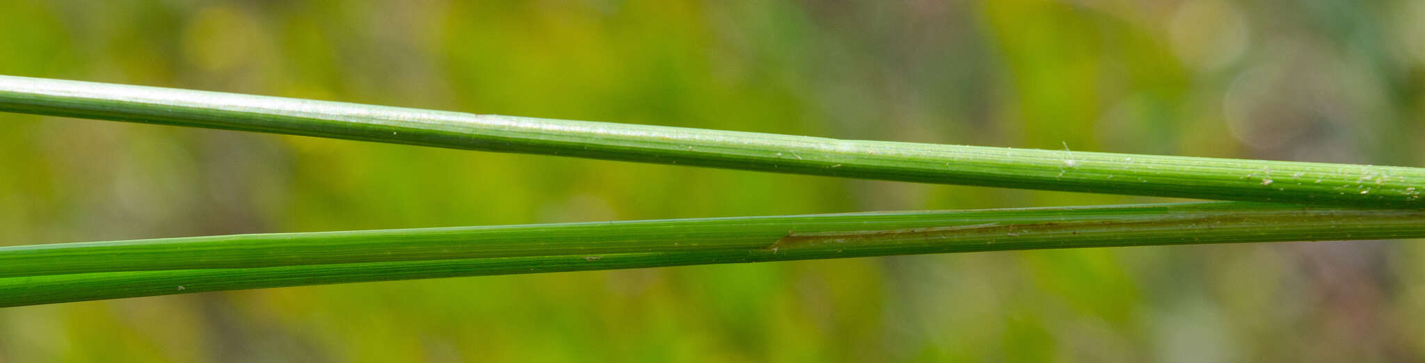 Image of Fewseed sedge