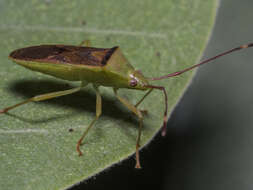 Image of Amblypelta lutescens lutescens (Distant 1911)