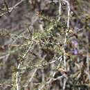 Image of Aptosimum marlothii (Engl.) Hiern