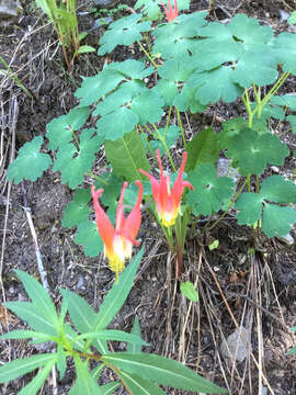 Aquilegia elegantula Greene的圖片