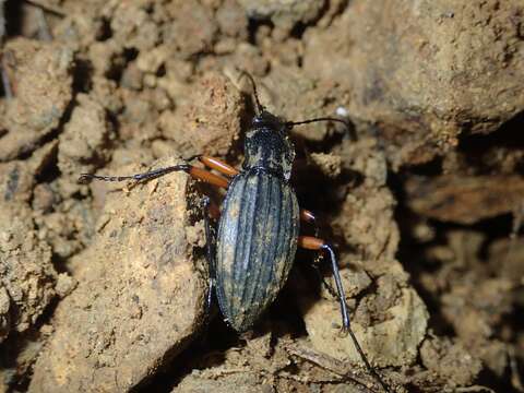 Image of Carabus (Ctenocarabus) galicianus Gory 1839