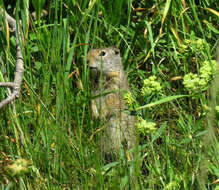 Image of Uinta ground squirrel