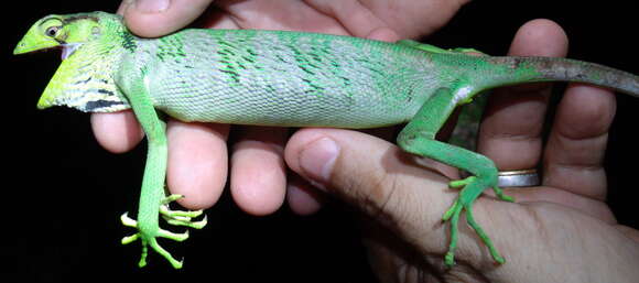 Image of Berthold's Bush Anole