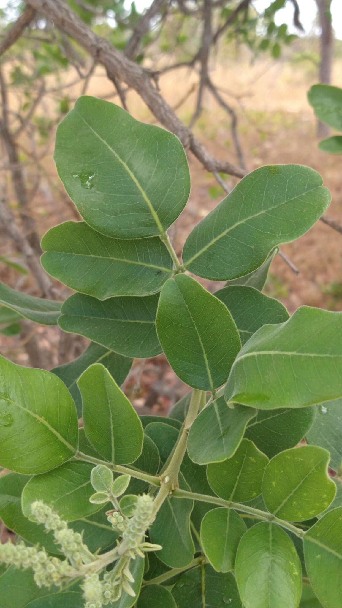 Image of Acosmium dasycarpum (Vogel) Yakovlev