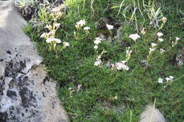 Image de Gypsophila tenuifolia M. Bieb.