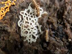 Image of Pretzel slime mold