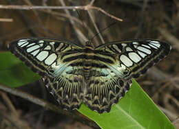 Imagem de Parthenos sylvia apicalis