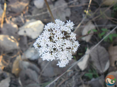 Image of Stevia origanoides Kunth