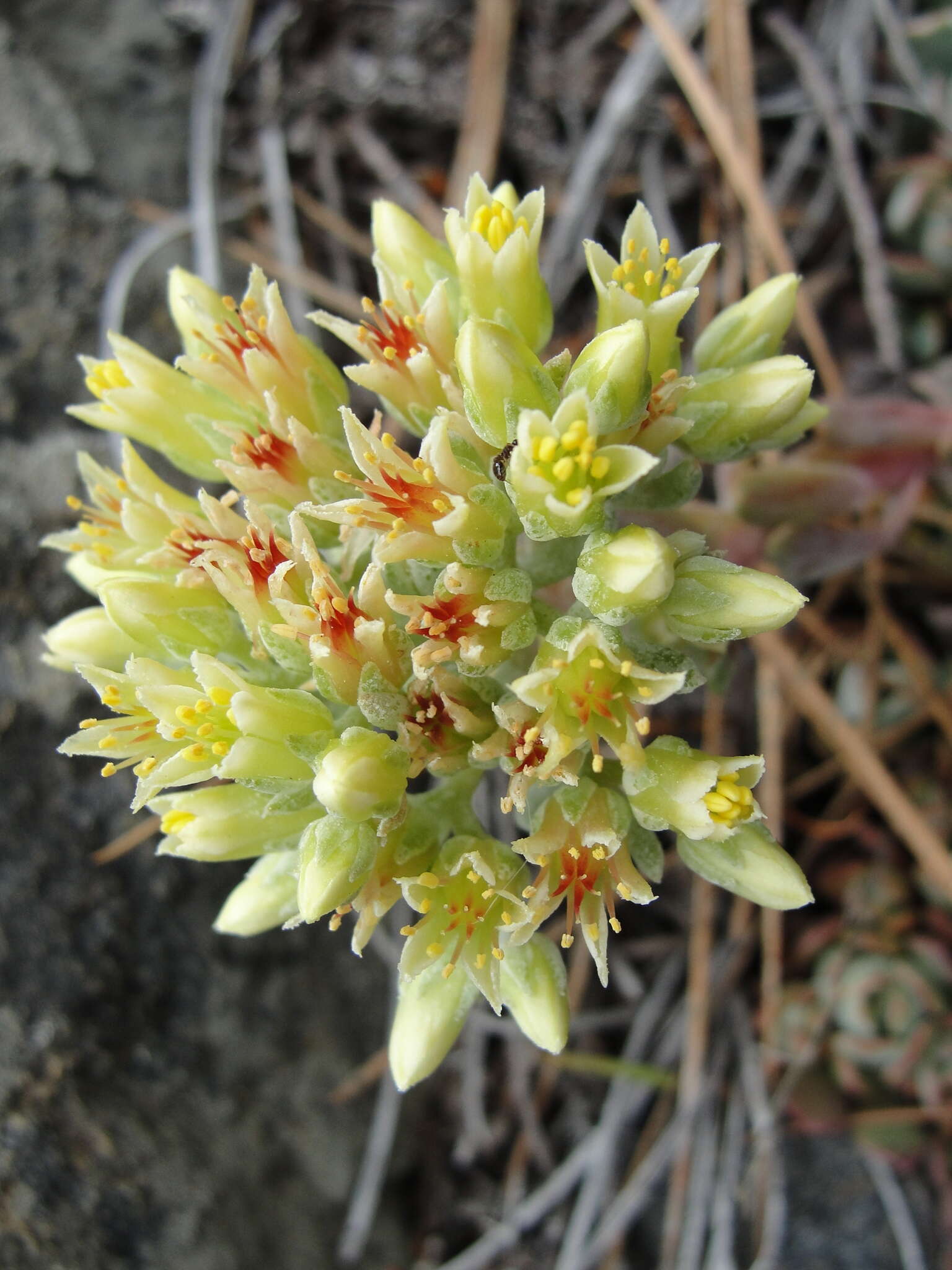 Image of oblongleaf stonecrop