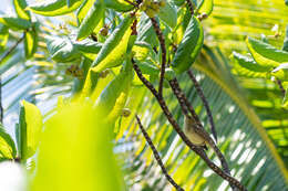 Image of Cook Islands Reed-Warbler