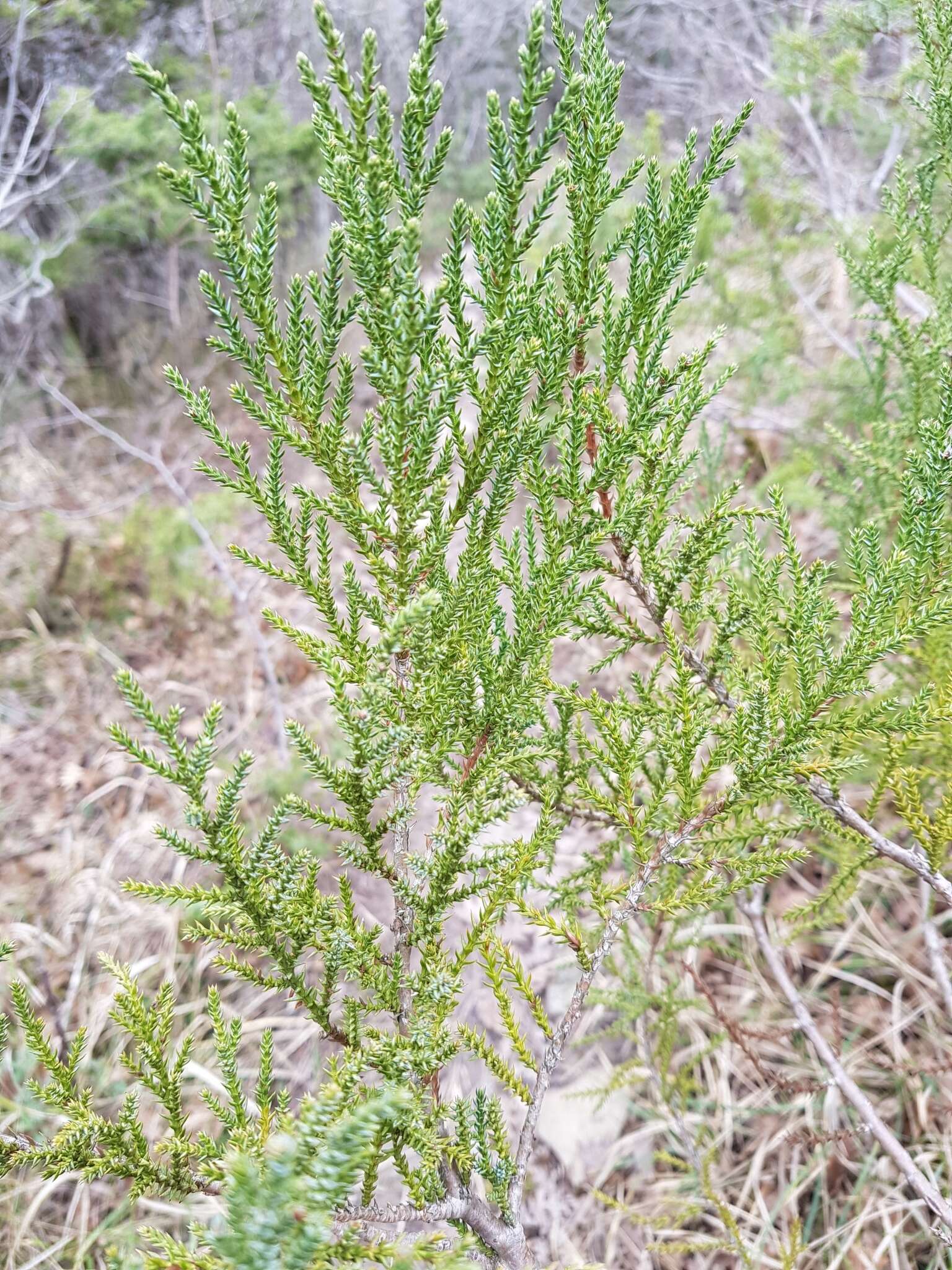 Imagem de Juniperus foetidissima Willd.