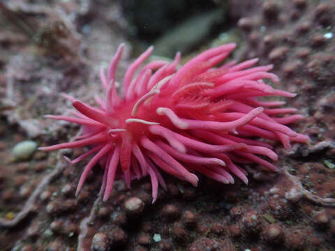 Image of Okenia rosacea (MacFarland 1905)