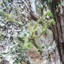 Image of beard lichen