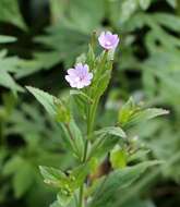 Image de Epilobium amurense subsp. cephalostigma (Haussknecht) C. J. Chen, P. C. Hoch & P. H. Raven