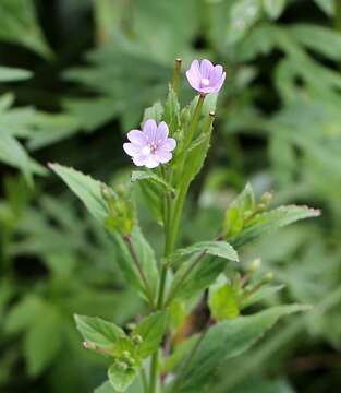 Image de Epilobium amurense Hausskn.