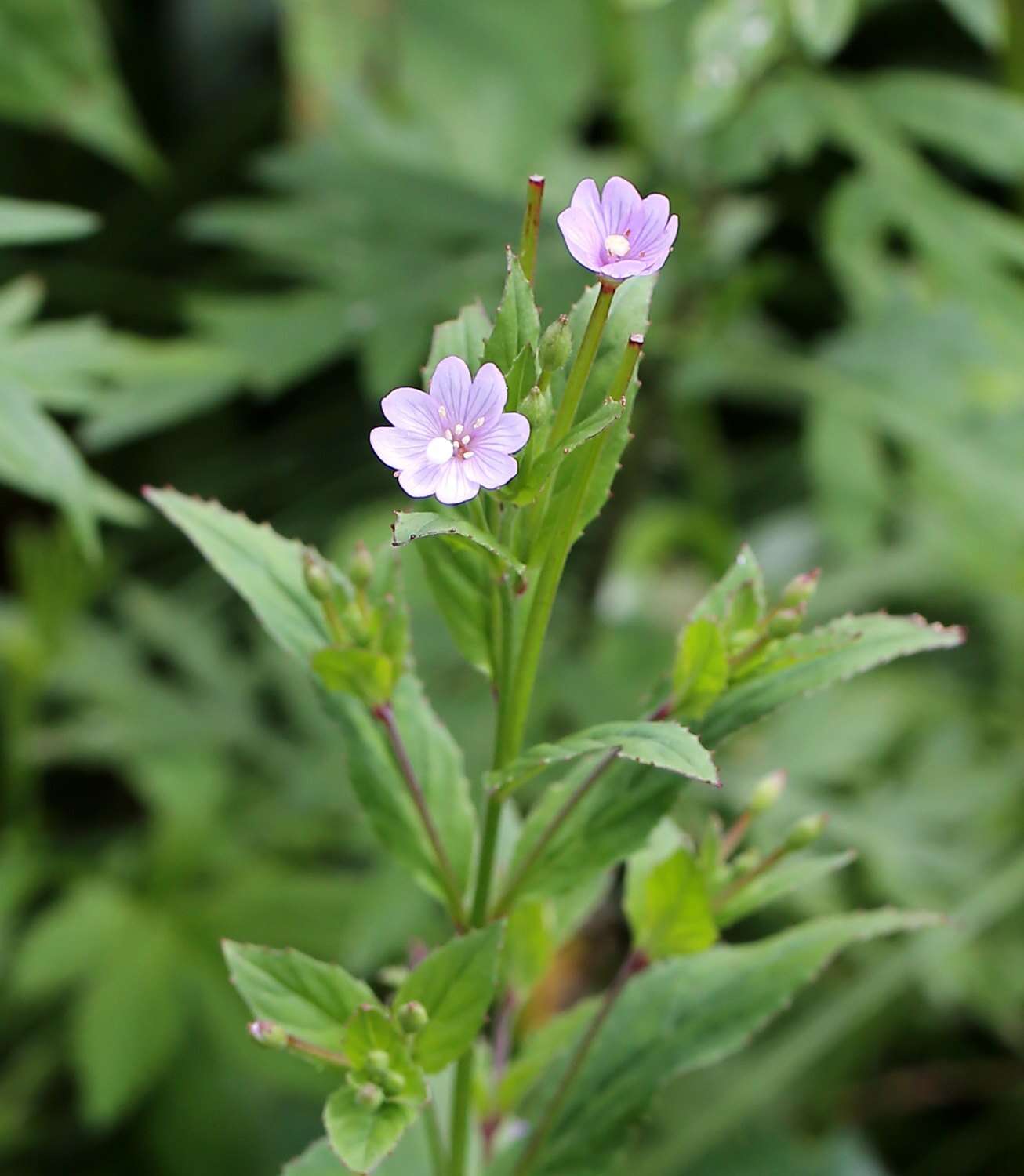 Image of Epilobium amurense subsp. cephalostigma (Haussknecht) C. J. Chen, P. C. Hoch & P. H. Raven