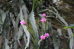 Image of Disocactus nelsonii (Britton & Rose) Linding.