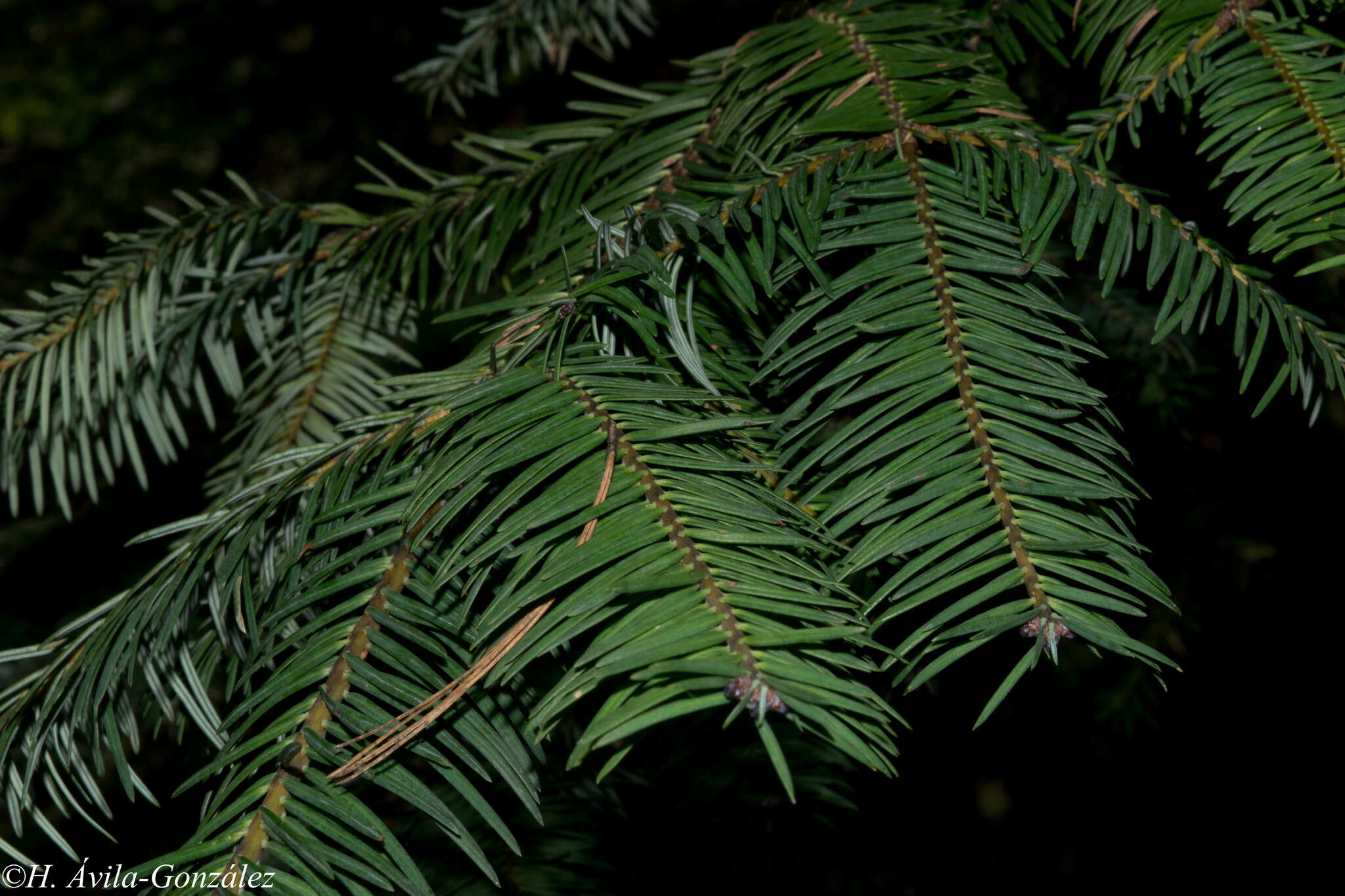 Image de Abies durangensis Martínez