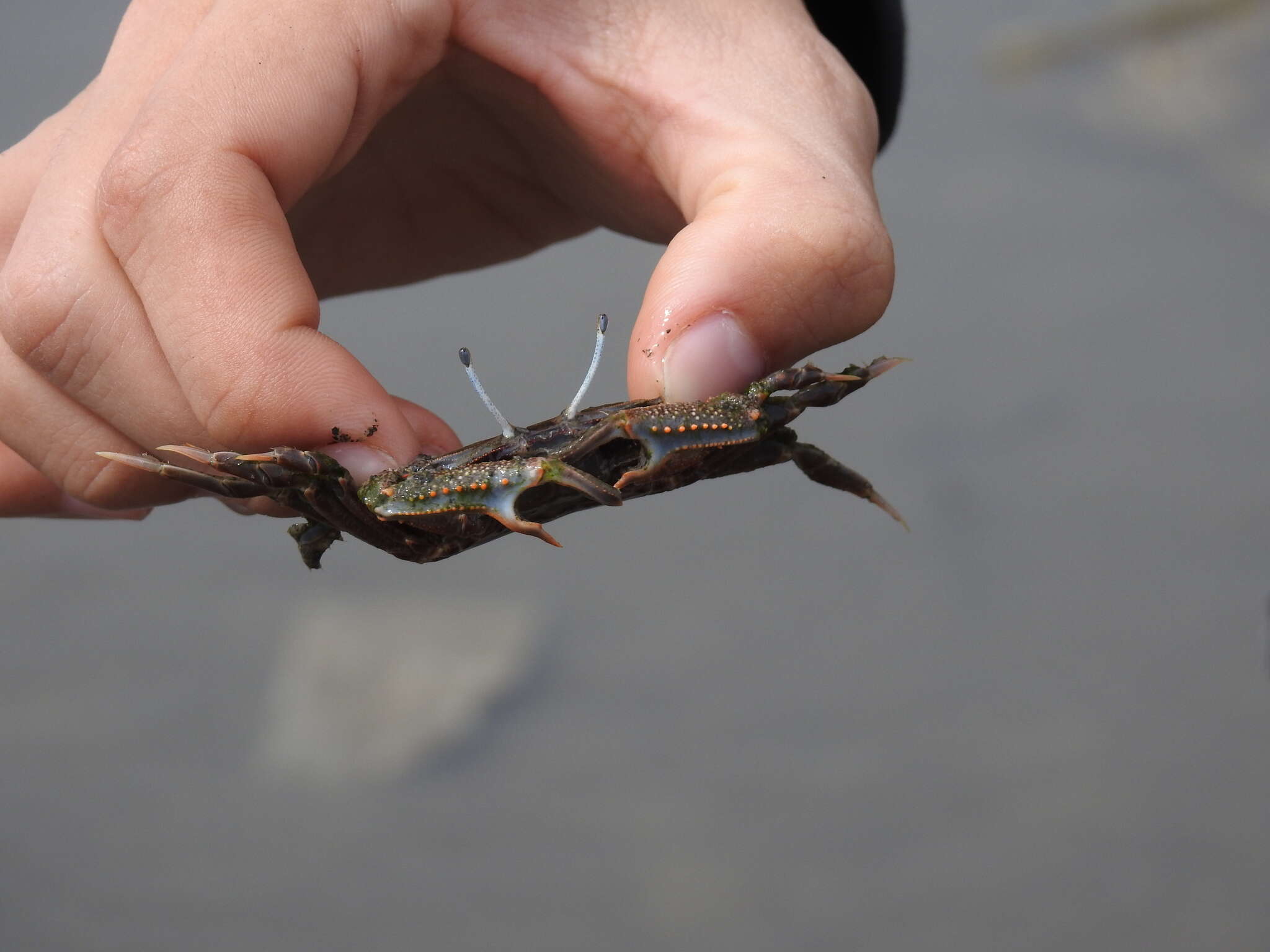 Слика од Macrophthalmus (Macrophthalmus) abbreviatus R. B. Manning & Holthuis 1981