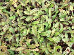 Image of Leptinella traillii subsp. pulchella (Kirk) D. G. Lloyd & C. J. Webb
