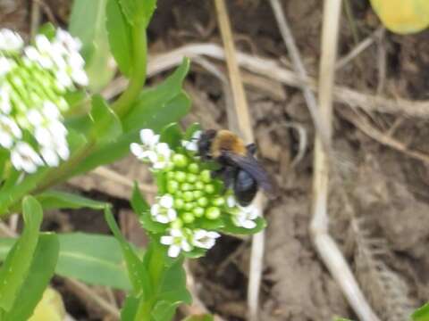 Imagem de Andrena carlini Cockerell 1901