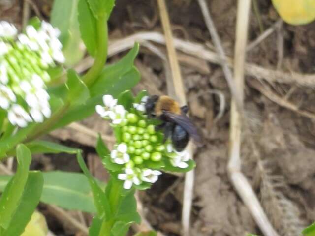 Image of Carlin's Andrena