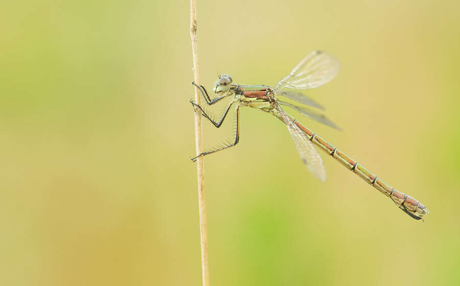 Image of Emerald Spreadwing