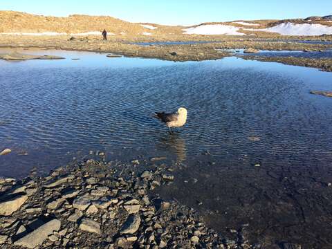 Image of South Polar Skua