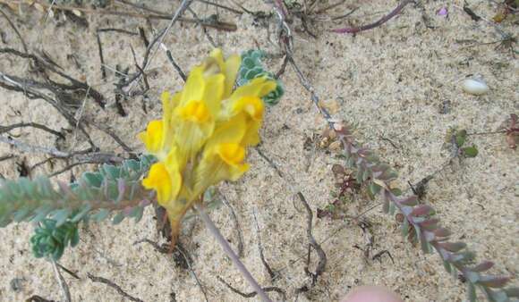 Imagem de Linaria polygalifolia Hoffmgg. & Link