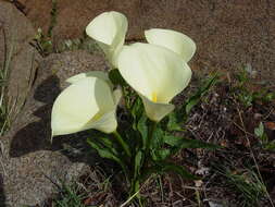 Image of Zantedeschia jucunda Letty