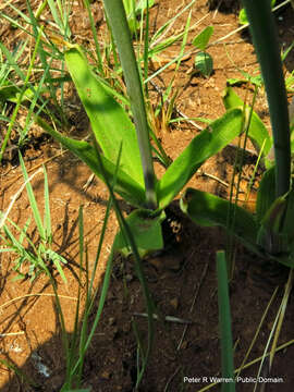 Image of Large blue squill