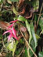 Image of Billbergia decora Poepp. & Endl.