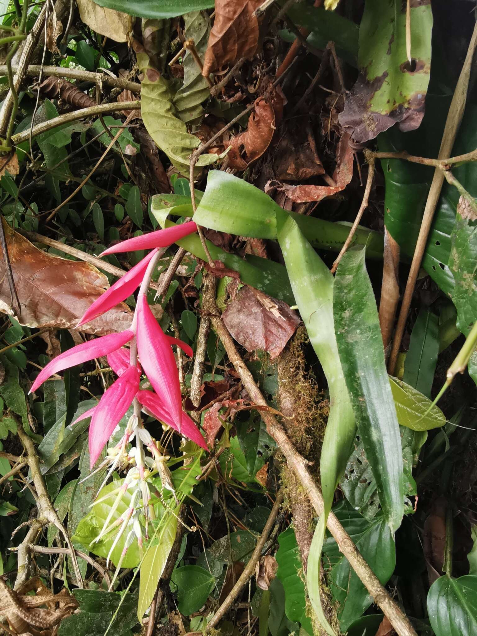 Image of Billbergia decora Poepp. & Endl.