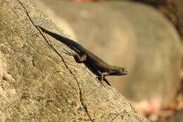 Sceloporus gadoviae Boulenger 1905 resmi