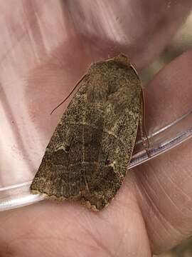 Image of Morrison's Sallow